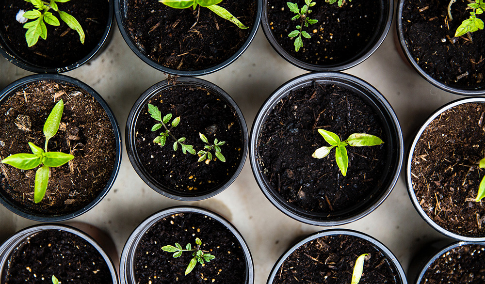 Plant potting activity for kids to do at home