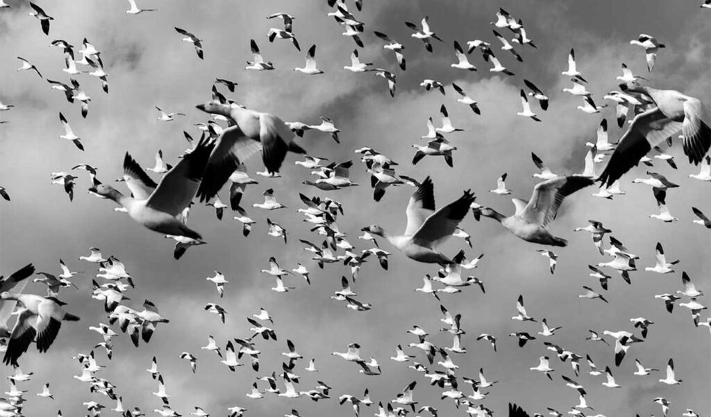Documentary Photography: Flock of Birds Flying in Black & White