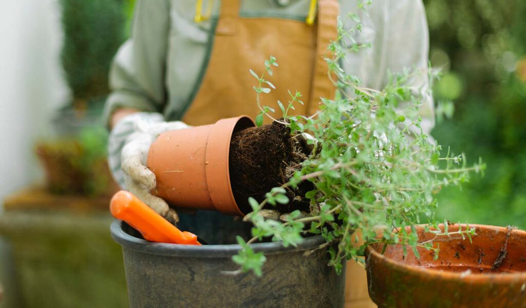 Person repotting a plant
