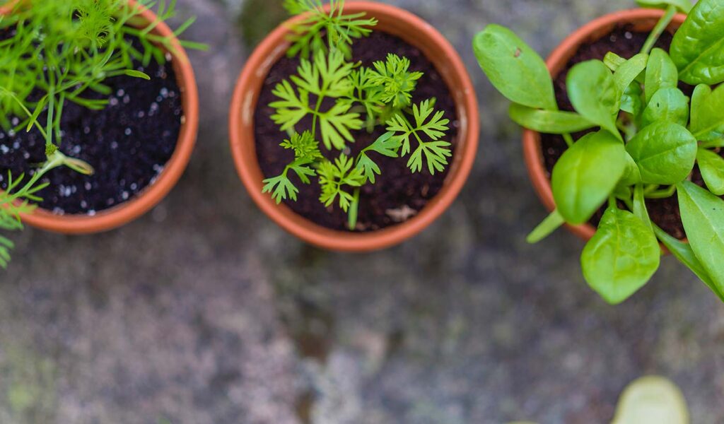 Three herb planters