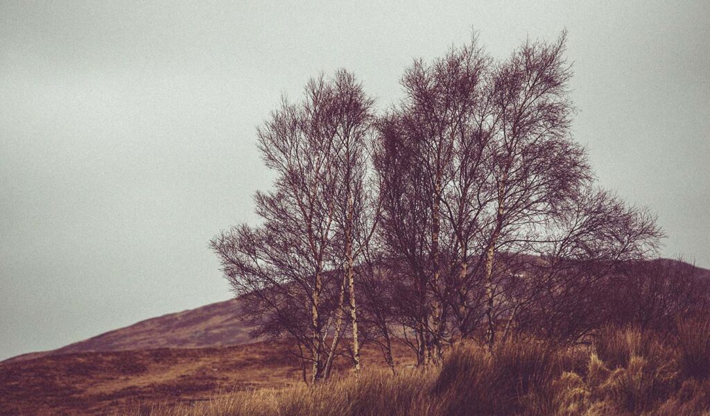 Trees on a grassy hillside