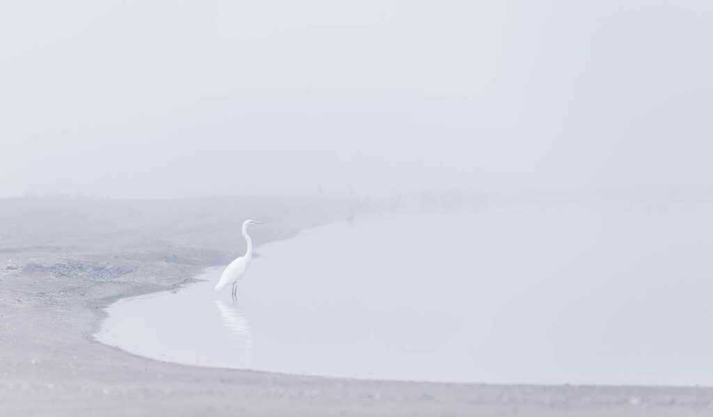 White egret bird standing at foggy beach