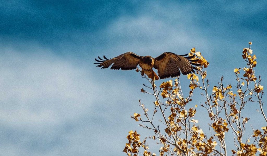 Bird of prey perched on a tree