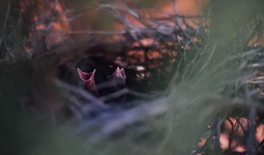 Hatchlings in a nest