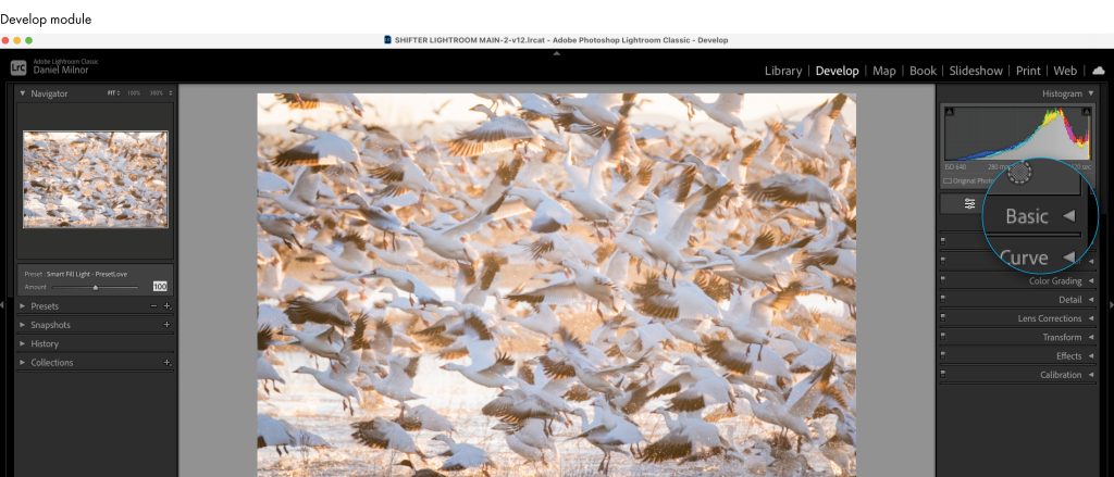 Adobe Lightroom view showing an image of a flock of geese (gaggle) traveling together