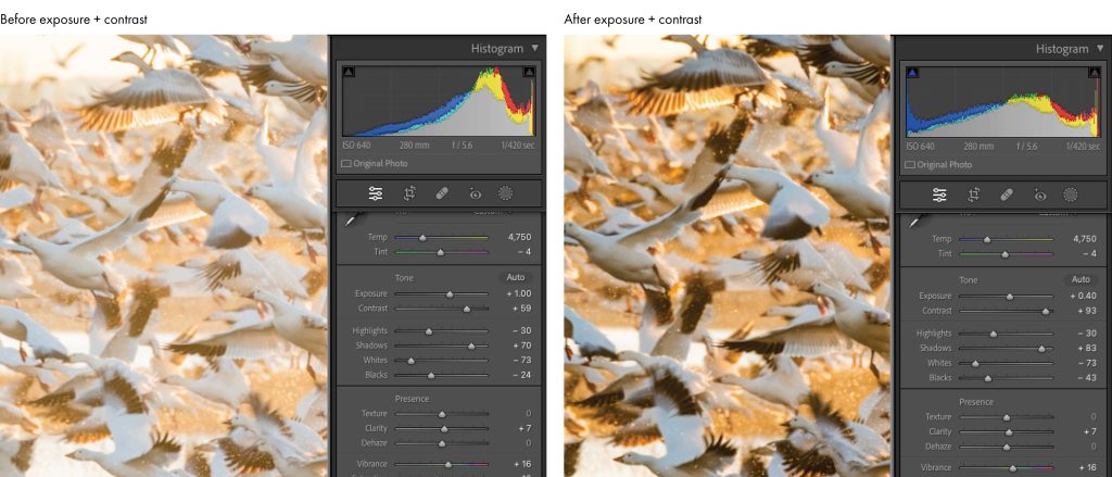 View of Adobe Lightroom showing an image before exposure and contrast and after