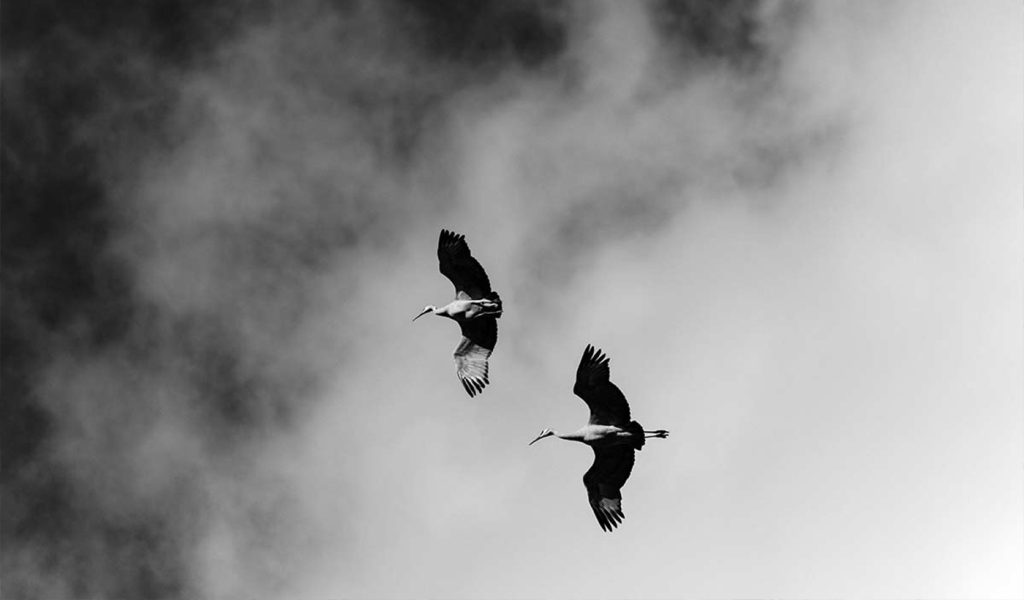 Two birds flying in front of a cloud in black and white