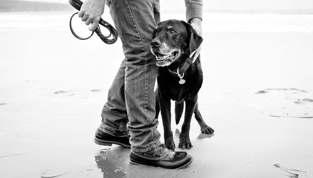 Jesse Freidin's photograph of an old dog at the beach with it's owner