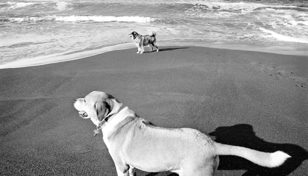 Jesse Freidin's photograph of two dogs at the beach