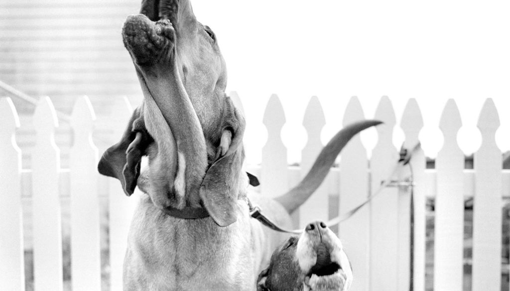 Jesse Freidin's photograph of dogs howling