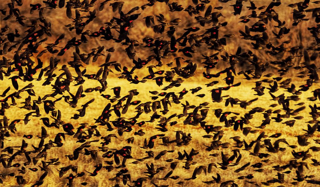 Photograph of hundreds of birds flying through a field. This shows how editing is really helpful