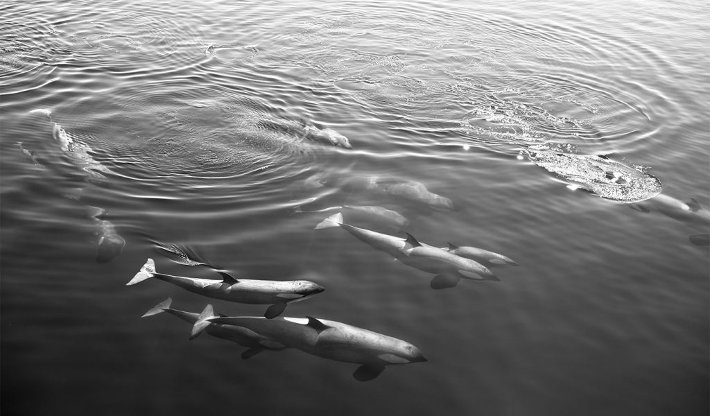 Black and white still photo of dolphins in motion by Dan Milnor